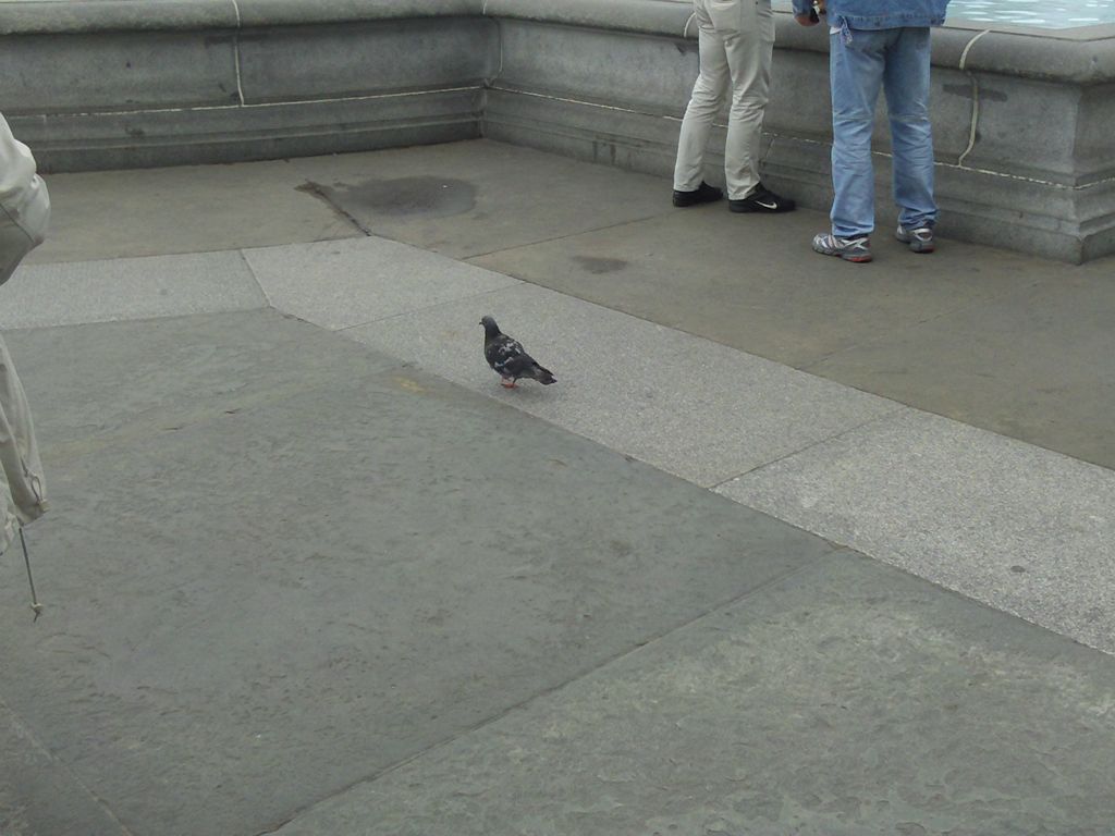 Pigeon