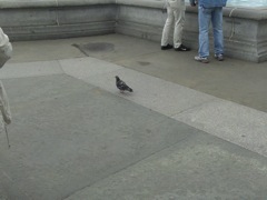 Pigeon