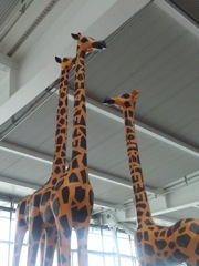 20110830-London-Heathrow-Giraffes