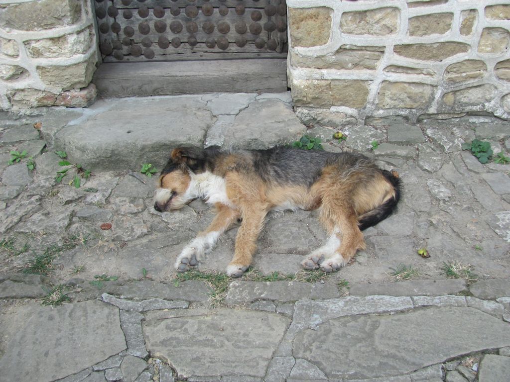 Turkish House Dog