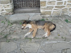 Turkish House Dog