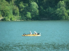 Rolling on the River