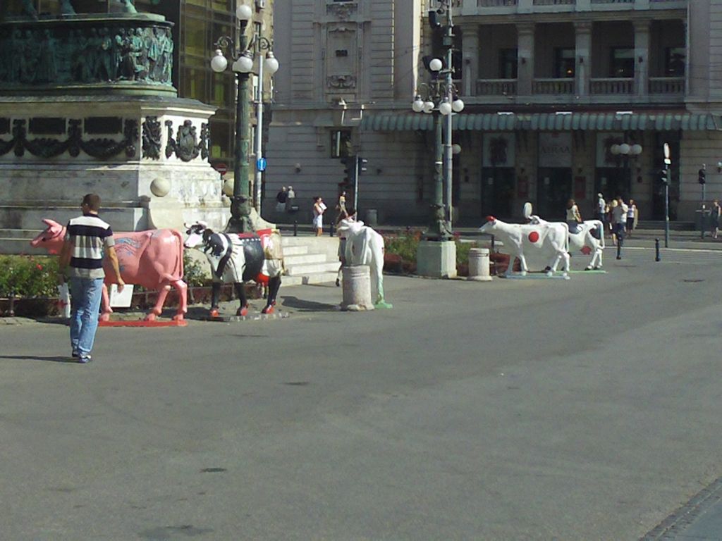 Cows downtown Belgrade