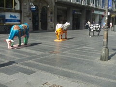 Street Cows