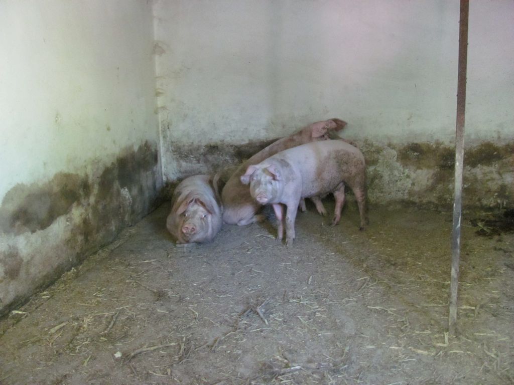 Pigs