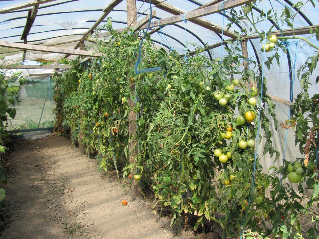 Tomatoes in shelter