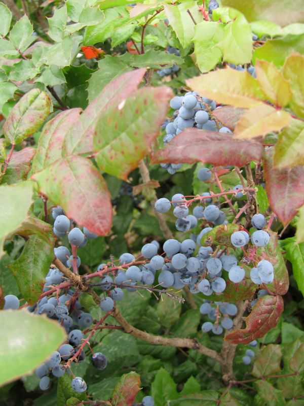 Grapes