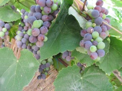 Grapes in garden