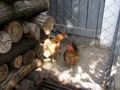 Chickens