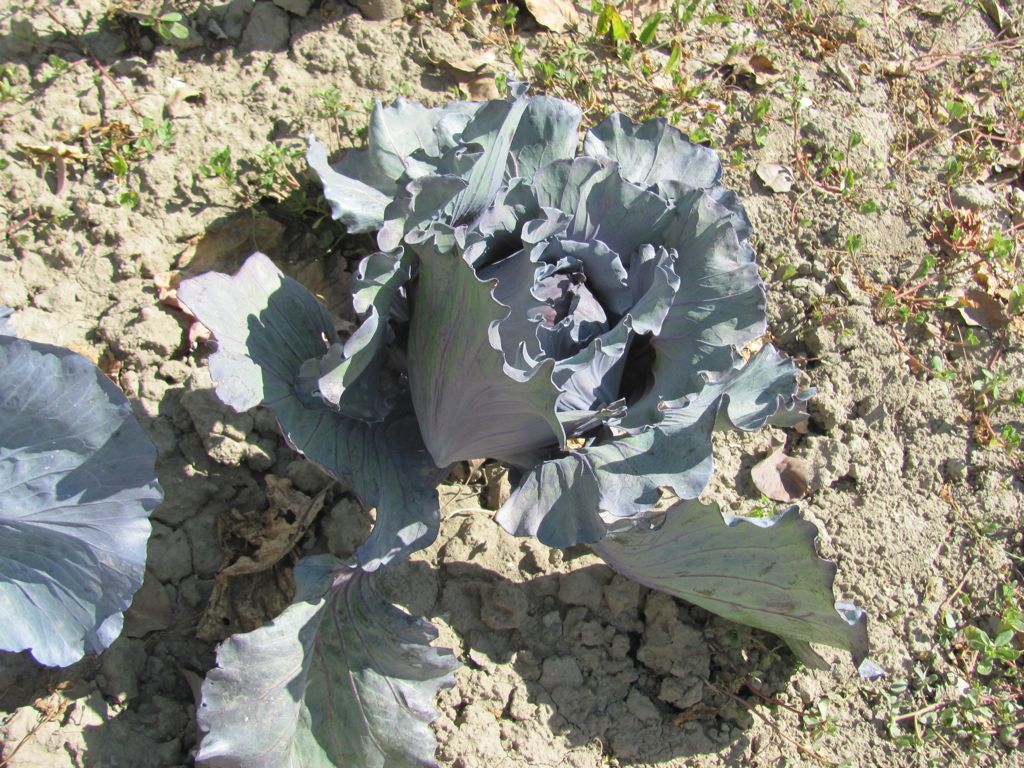 Gajnok cabbage