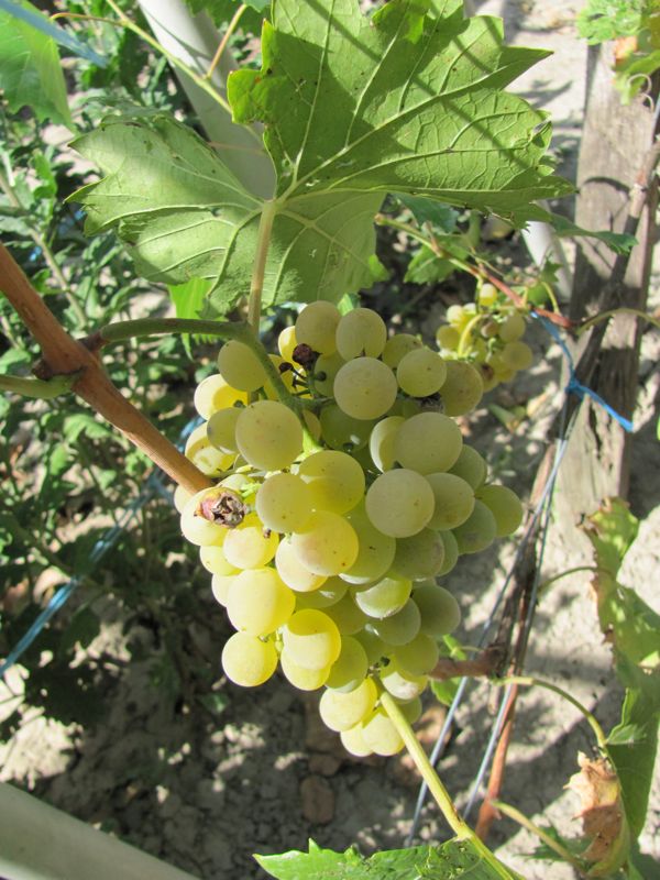 Gajnok green grapes