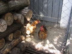 Gajnok chickens