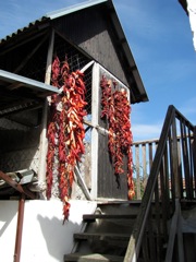 Gajnok peppers