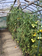 Tomatoes