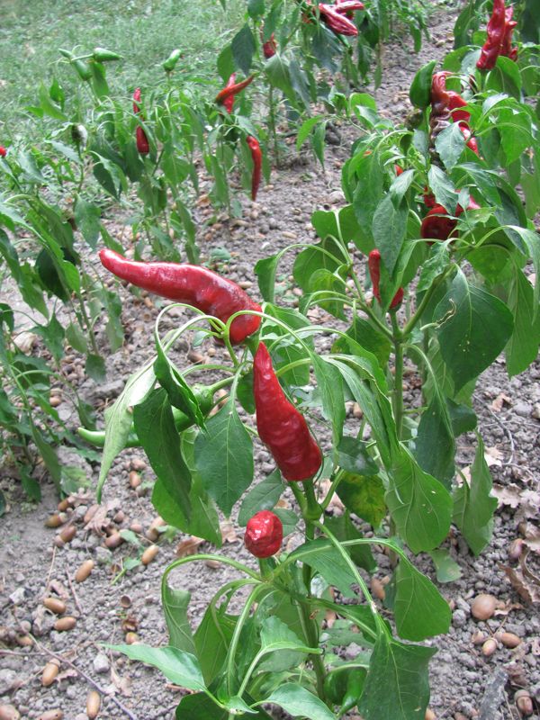 Peppers