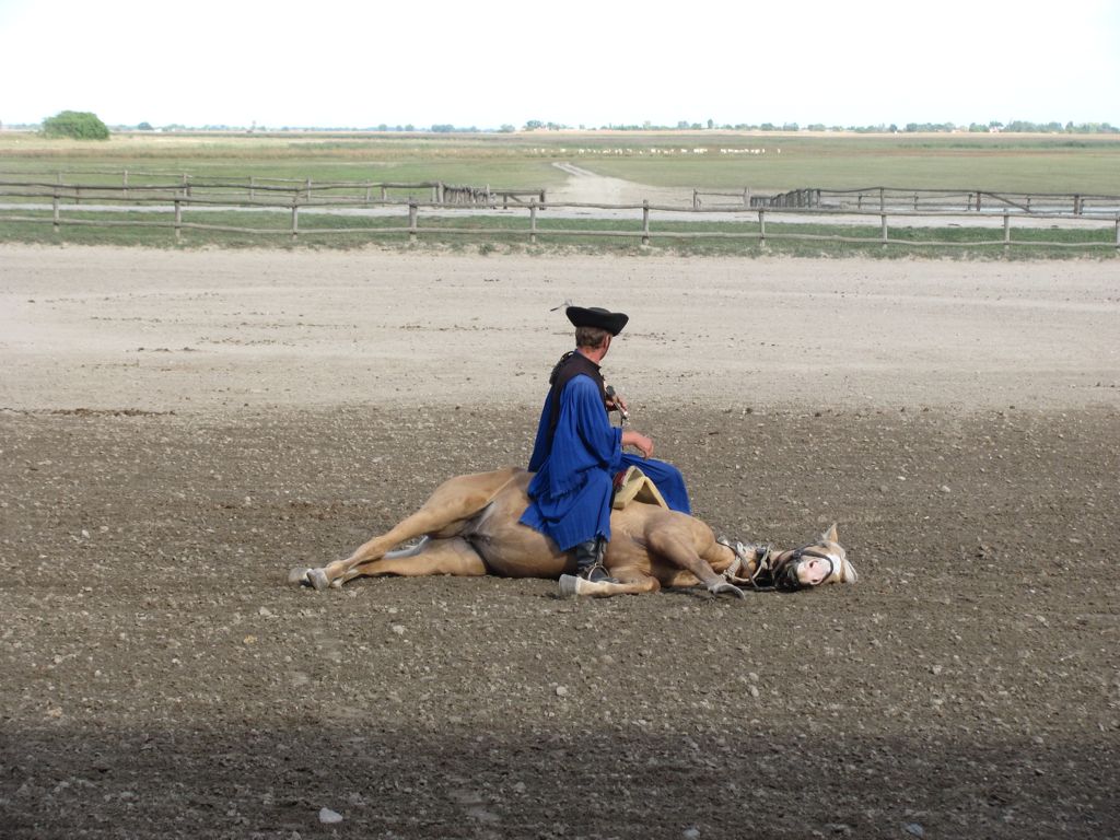 Showing horse training