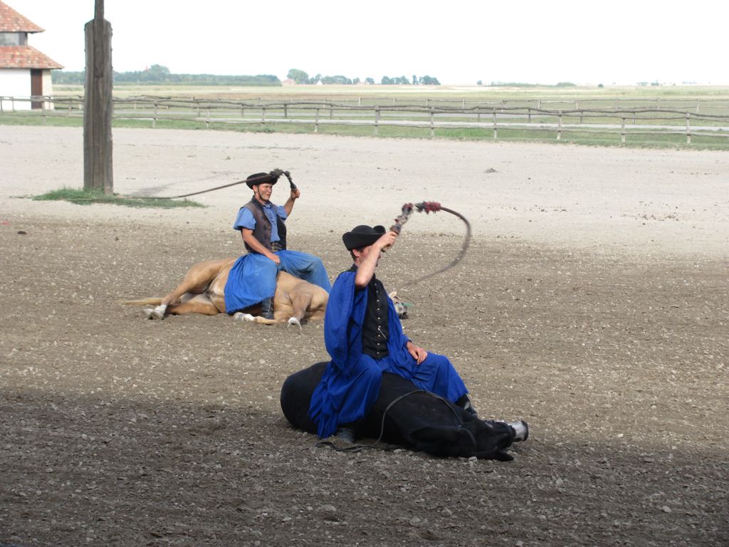 Training the horses