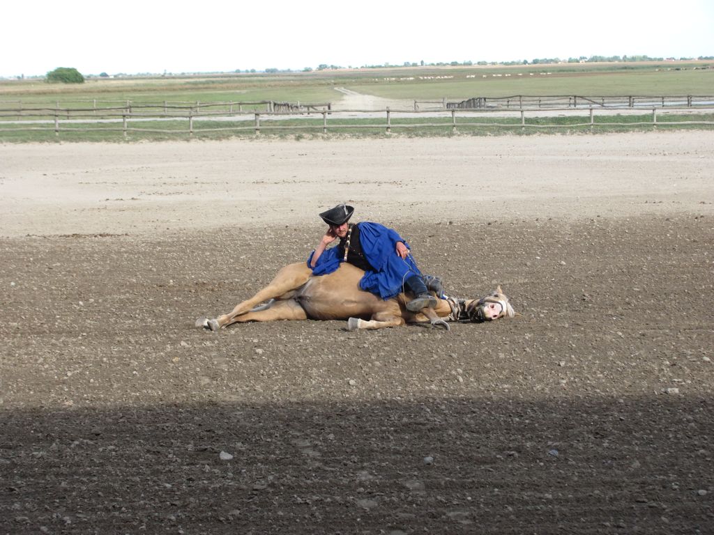 Horse training