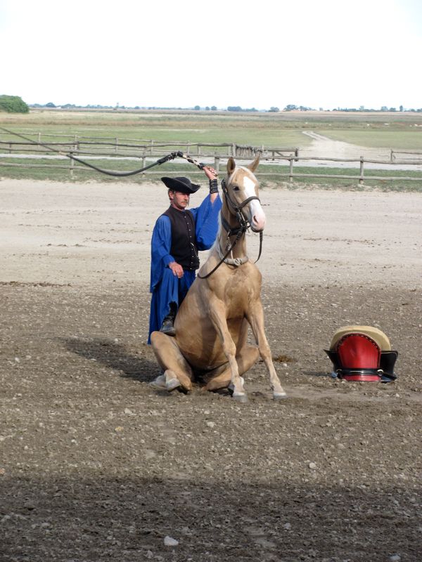 Horse sitting