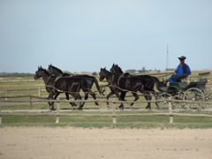 Wagon