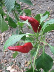 Peppers