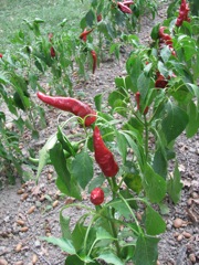 Peppers