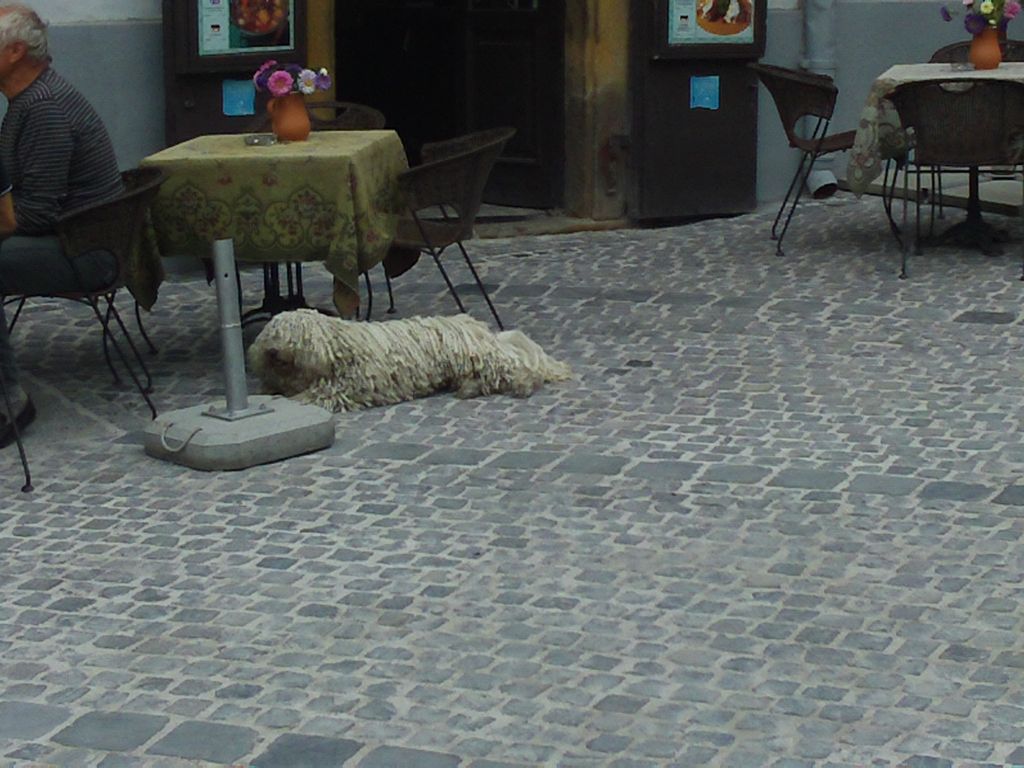 Szentendre Dog