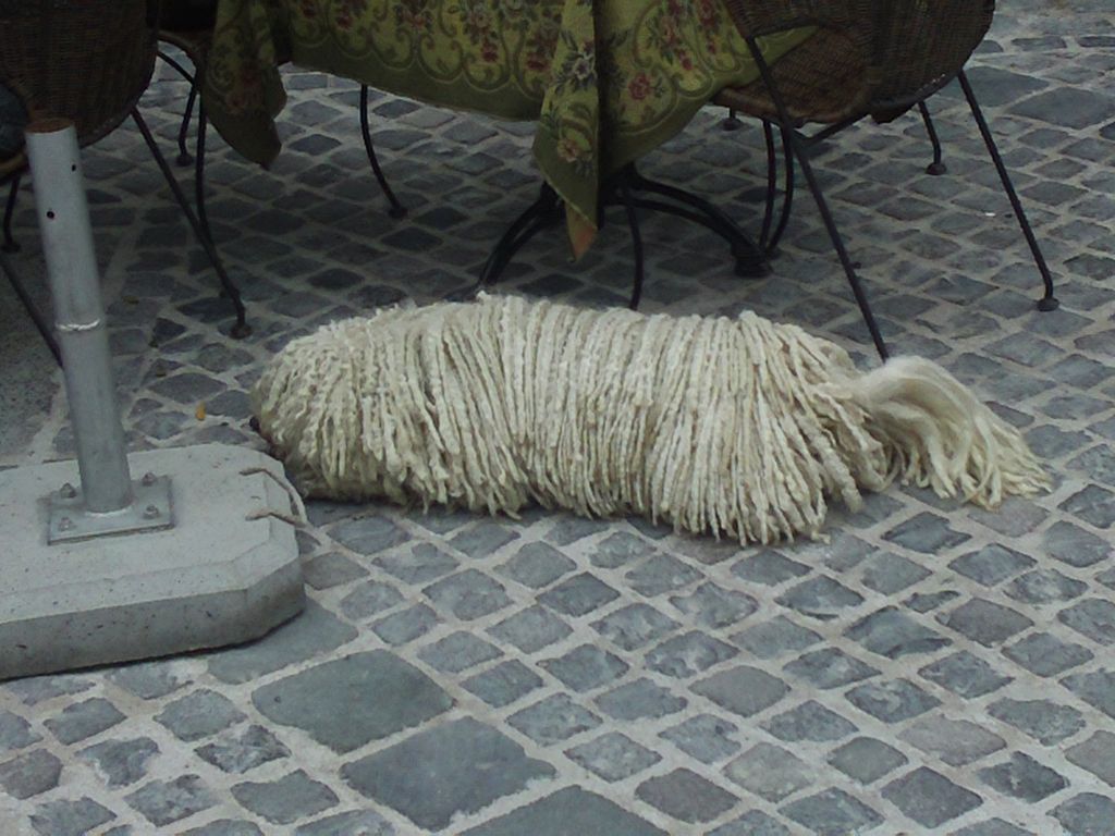 Szentendre Dog