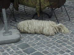 Szentendre Dog