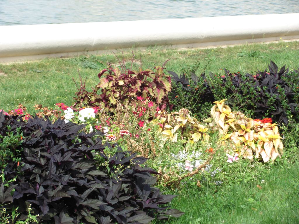 Belvedere Palace Flowers