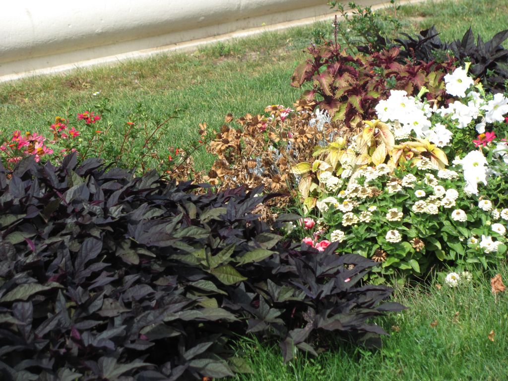 Belvedere Palace Flowers