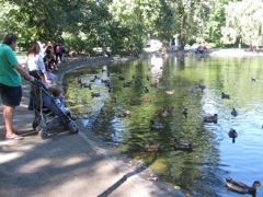 Ducks & kids