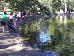 20110913-Vienna-StadtPark-Ducks