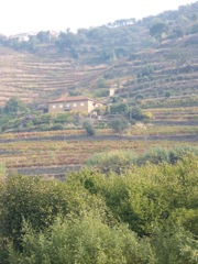 20111031-Douro-Terraces