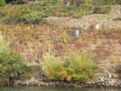 20111031-Douro-WorkingTheVines