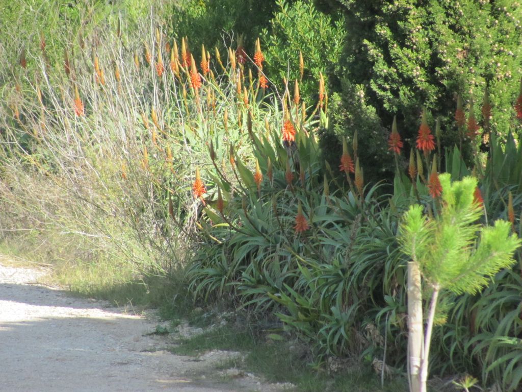 20111106-Cascais-OnyriaMarinha