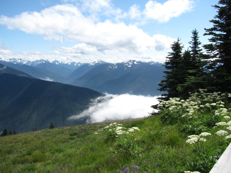 20120730-OlympicNat'Park-HurricaneRidge