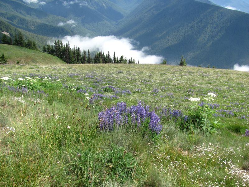 20120730-OlympicNat'Park-HurricaneRidge