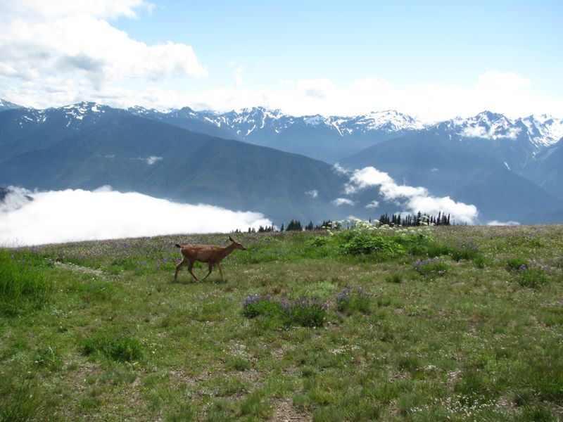 20120730-OlympicNat'Park-HurricaneRidge