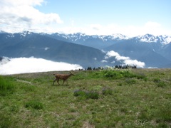 20120730-OlympicNat'Park-HurricaneRidge