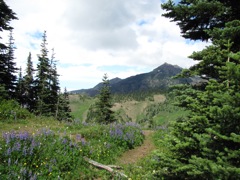 20120730-OlympicNat'Park-HurricaneRidge