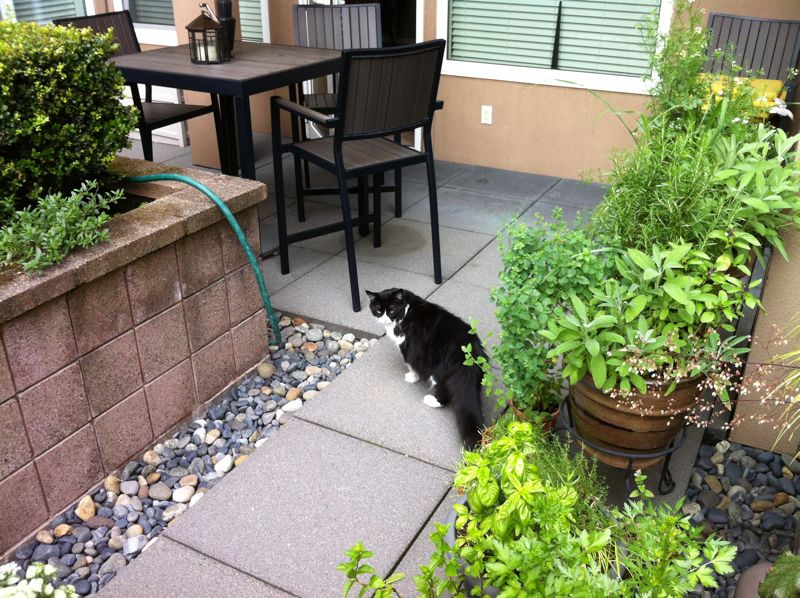 Duane_Condo-Patio&Cat