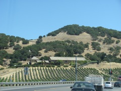 46-Vines-NapaValley