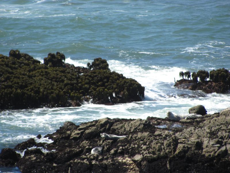 24-Pacific-Rocks-HarborSeals