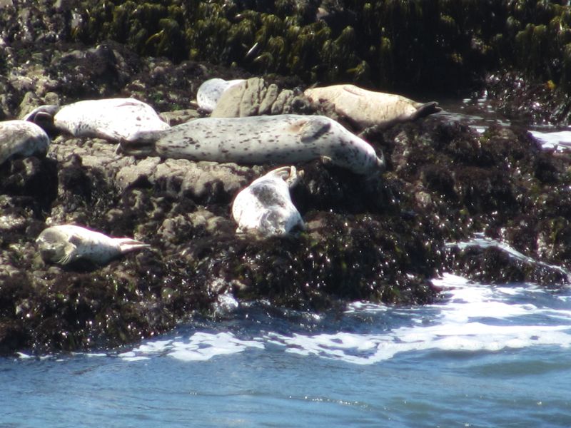 27-Pacific-Rocks-HarborSeals