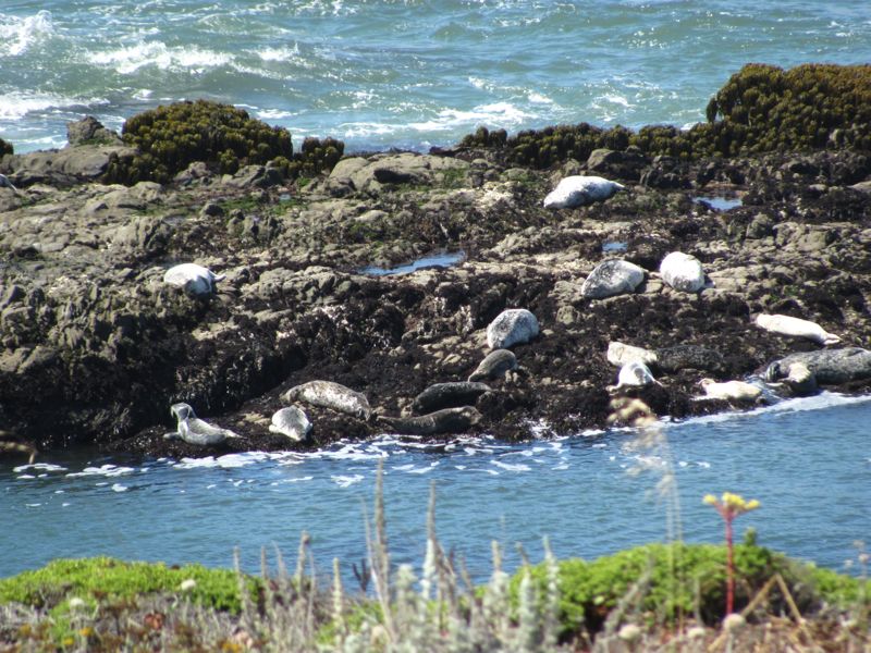 28-Pacific-Rocks-HarborSeals