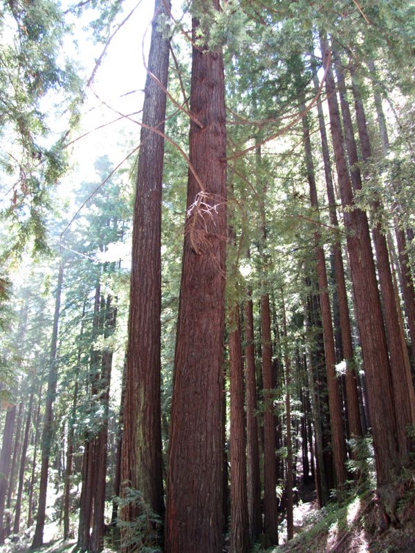 41-Redwoods