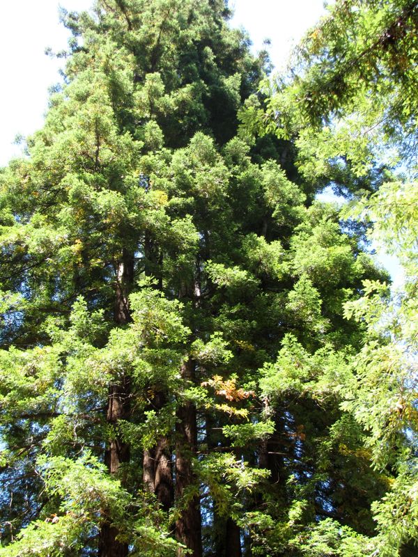 43-Redwoods