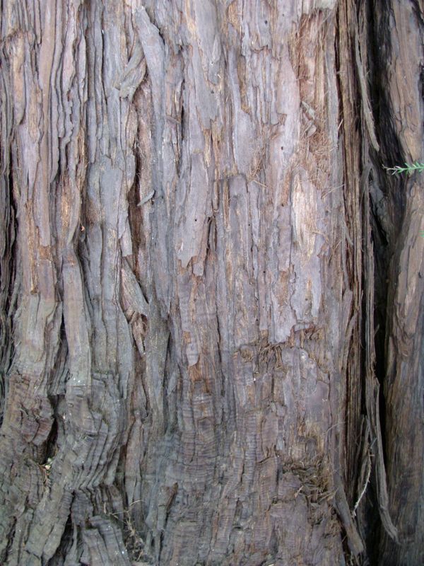 46-RedwoodBark