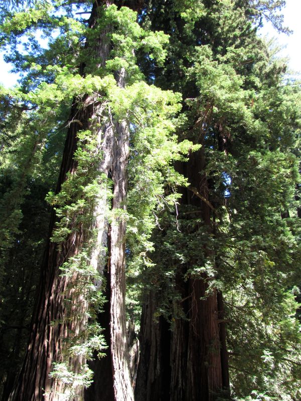 48-Redwoods